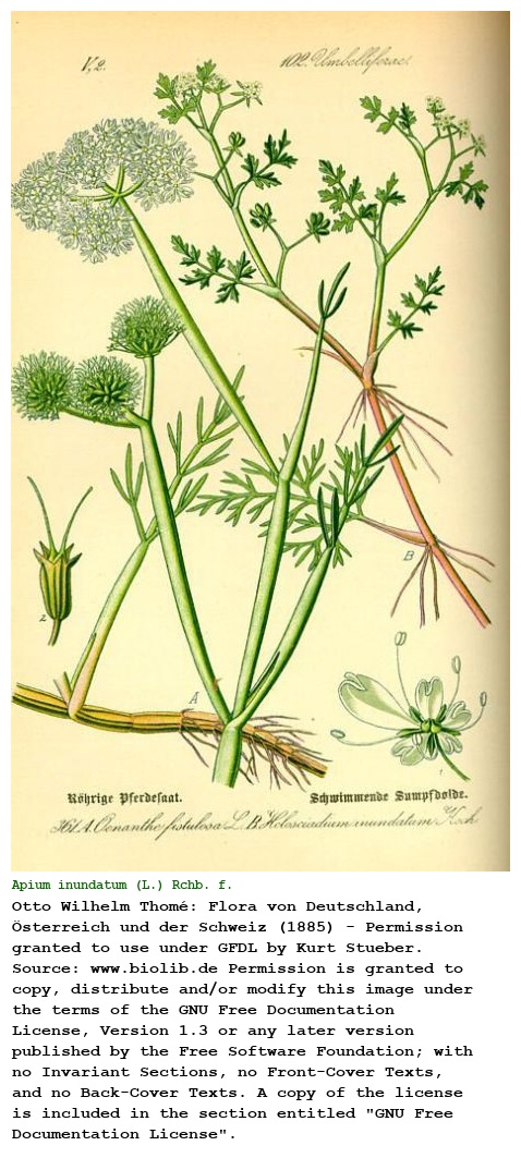 Apium inundatum (L.) Rchb. f.
